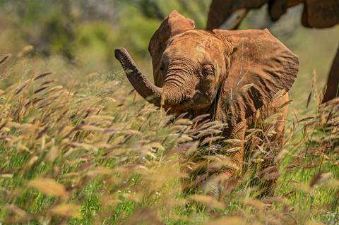 9 daagse safari Tsavo & Taita