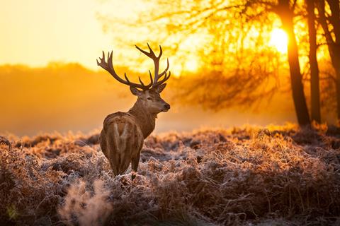Singlereis Wandelweekend op de Veluwe