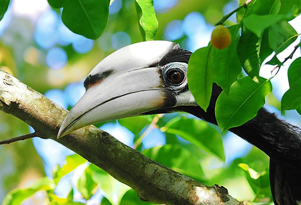 Magnifieke Wildernis van Taman Negara