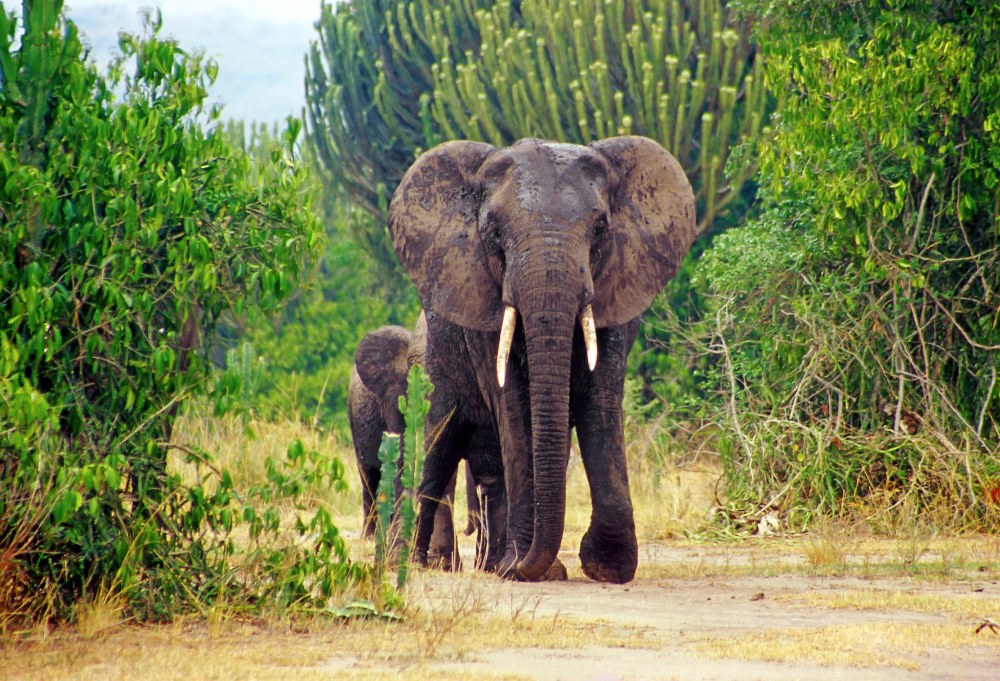 Discover Uganda, het land van de berg gorilla's