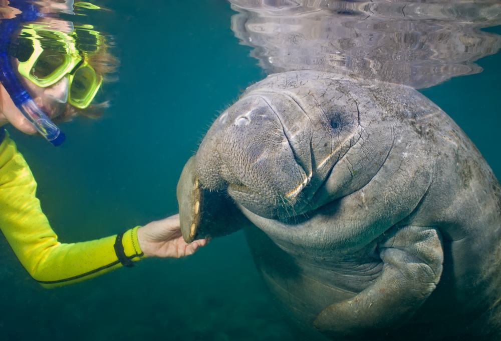 Snorkelen met zeekoeien