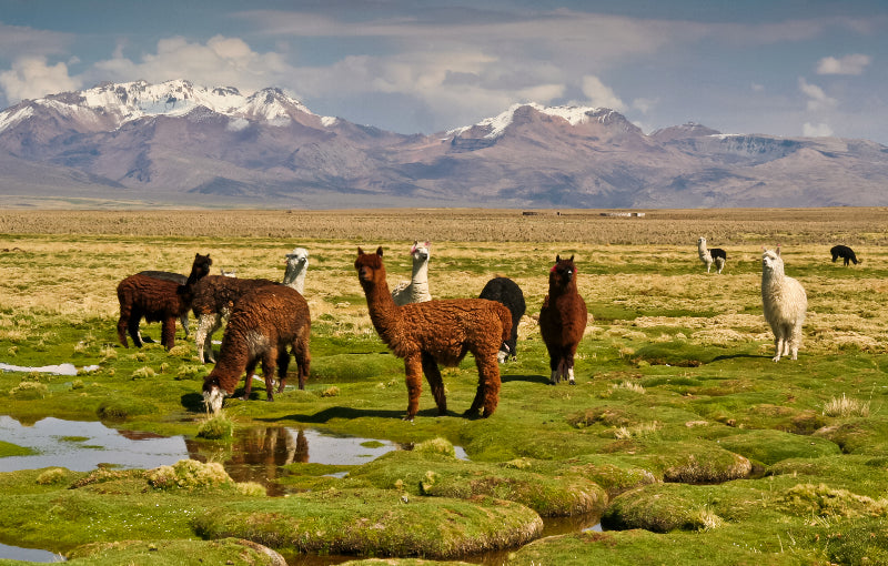 Rondreis PERU & BOLIVIA - 25 dagen; Zoutvlakte en zandwoestijn
