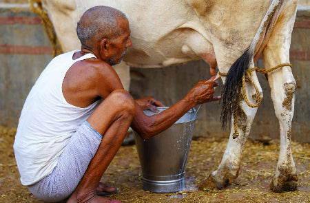 Rondreis NOORD-INDIA - 16 dagen; Bihar, Uttar Pradesh en Gouden Driehoek