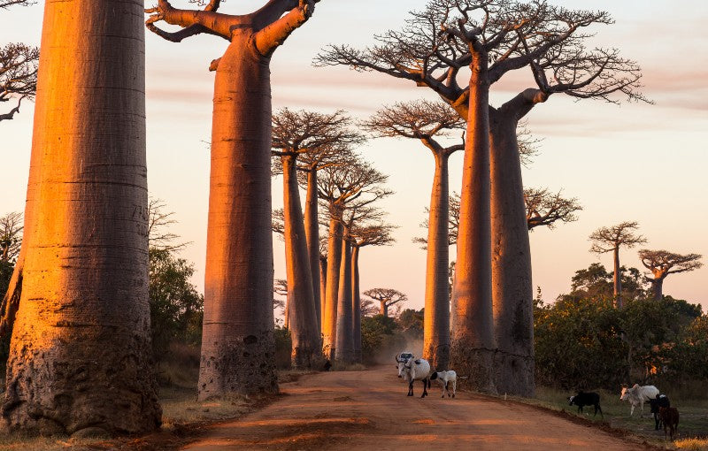 Rondreis MADAGASCAR - 24 dagen; Dansende sifaka's