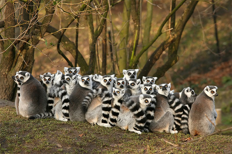 Rondreis MADAGASCAR - 17 dagen; Bijzonder Madagascar