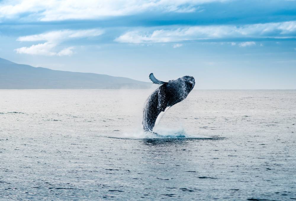 Walvissafari vanuit Húsavík