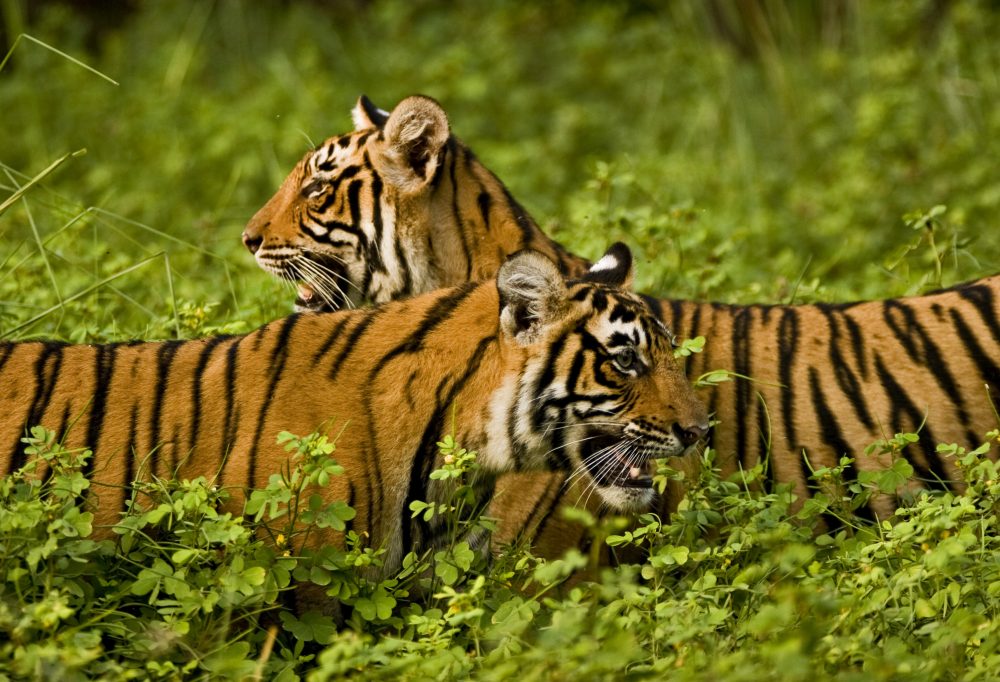 Grand Tour Zuid-India Deluxe