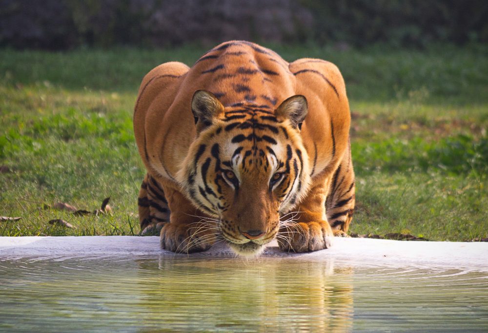 Tijgers in Ranthambore National Park