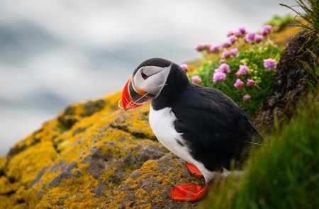 Rondreis IJSLAND KORT; De highlights van IJsland