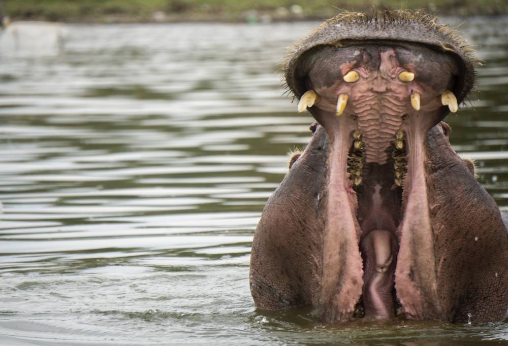 Pracht en Praal van Kenia