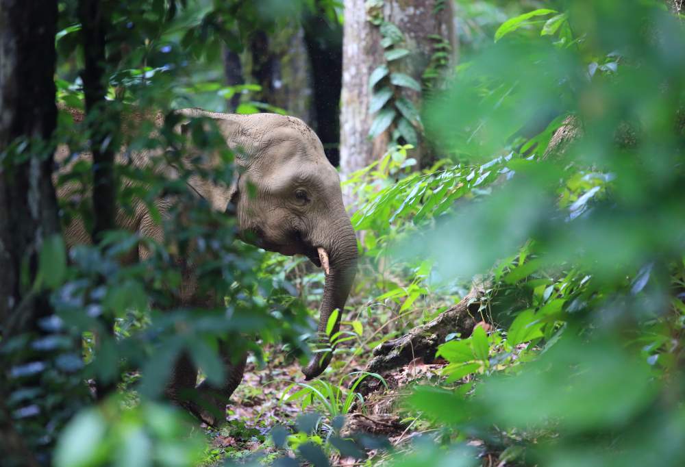 Borneo Adventure in Sabah