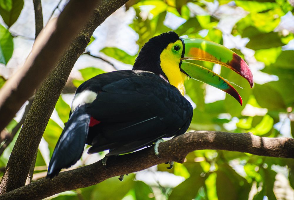 Highlights Yucatán & Chiapas Deluxe