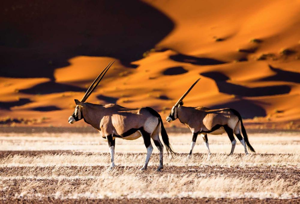 Grand tour woestijnen en watervallen Namibië