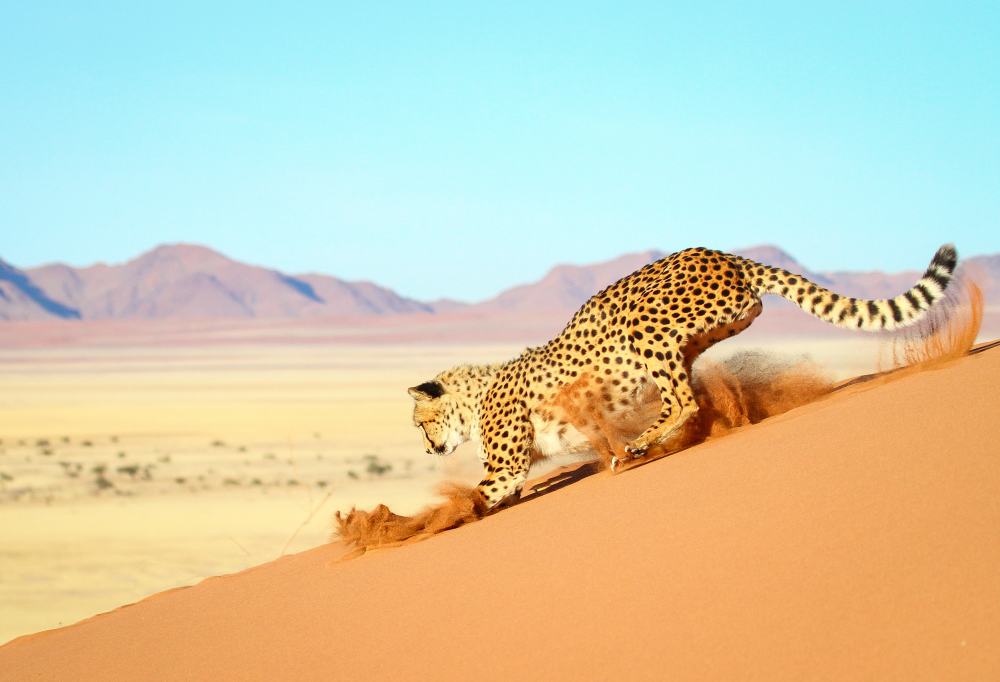 De Diamanten van Namibië en Zuid-Afrika