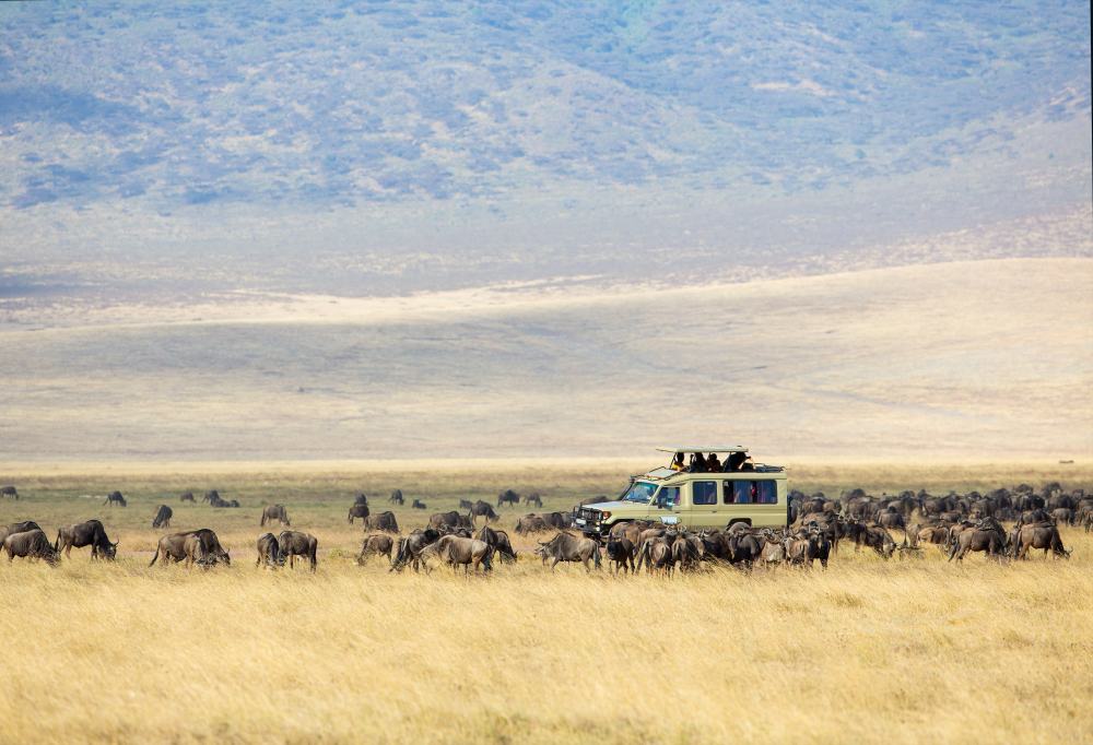 Wildlife Experience Kenia & Tanzania