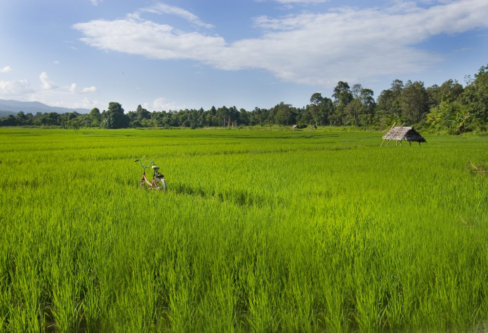 Fietsen in Chiang Mai
