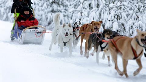 8 daagse excursiereis Winter Week Vuokatti