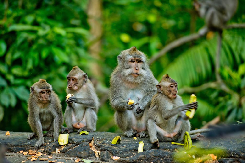15-daagse familierondreis Bali