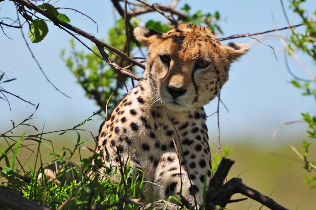 12 daagse safari Tsavo & Taita