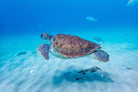 8 dg cruise Oostelijke Caribische Zee