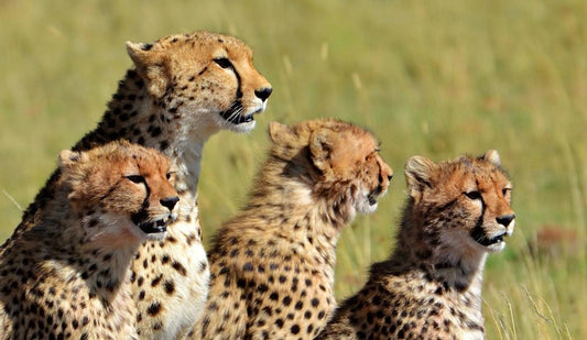 13 daagse safari Tsavo & Taita