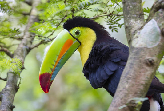 21-daagse rondreis Puur Costa Rica met Corcovado
