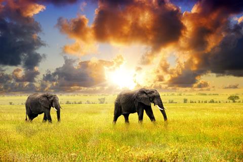 16 daagse safari Selous & Zanzibar standaard