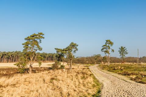 Singlereis Yogaweekend Loonse en Drunense Duinen