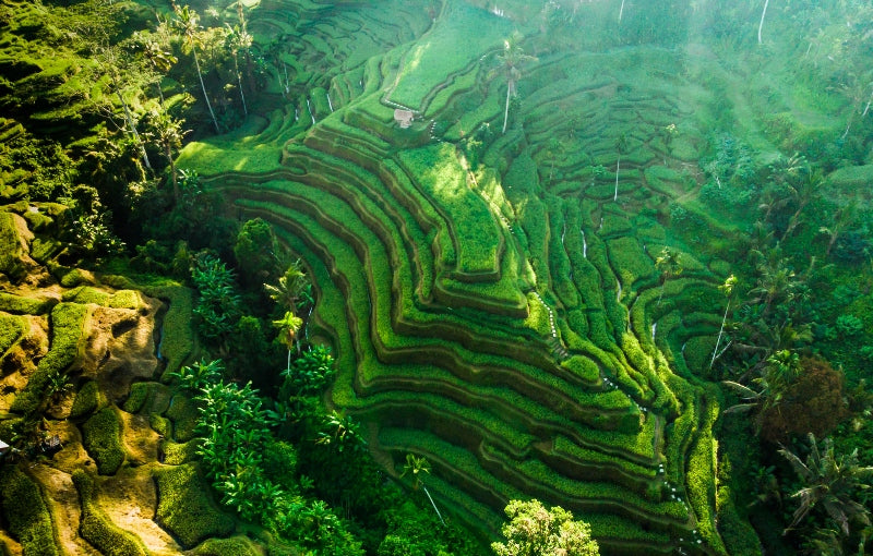 Familiereis INDONESIË TOTAAL - 22 dagen; Orang-oetans, vulkanen en strand