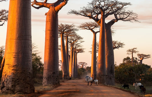 Rondreis MADAGASCAR - 24 dagen; Dansende sifaka's