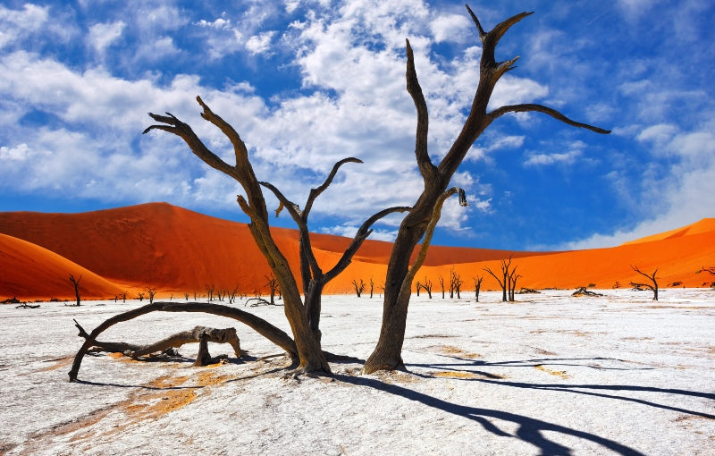 Rondreis ZUID-AFRIKA, NAMIBIË, BOTSWANA & ZIMBABWE - 26 dagen; Afrika op z'n best