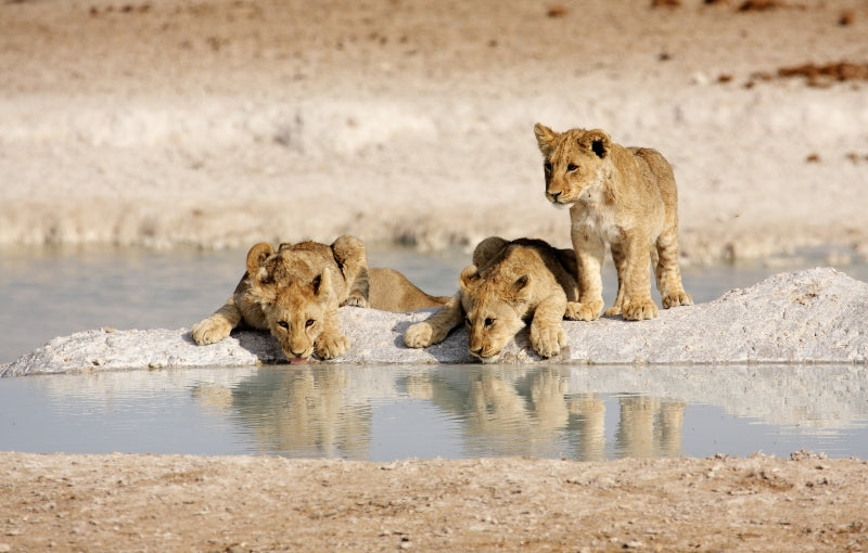 Rondreis NAMIBIË - Internationale Groepsreis - 14 dagen; Hoogtepunten van Namibië