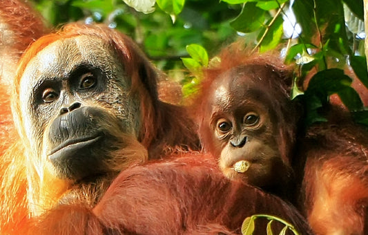 Rondreis INDONESIË: SUMATRA, JAVA EN BALI - 22 dagen; Groene rijstterrassen en vulkanen