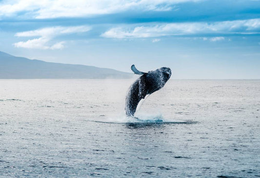 Walvissafari vanuit Húsavík