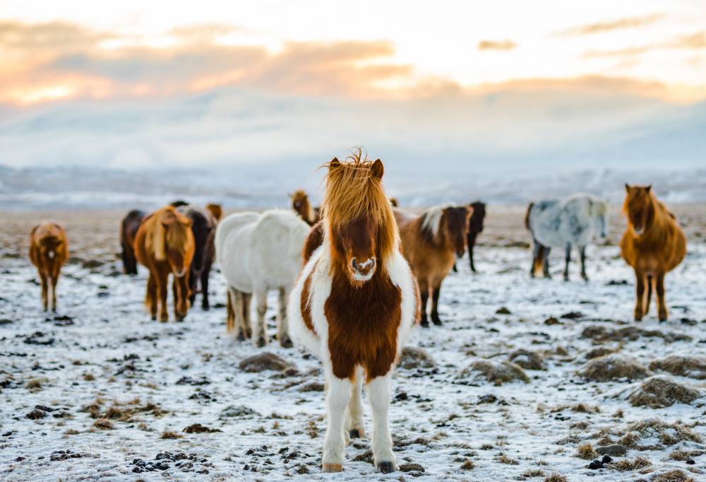 Paardrijden in Skagafjörður