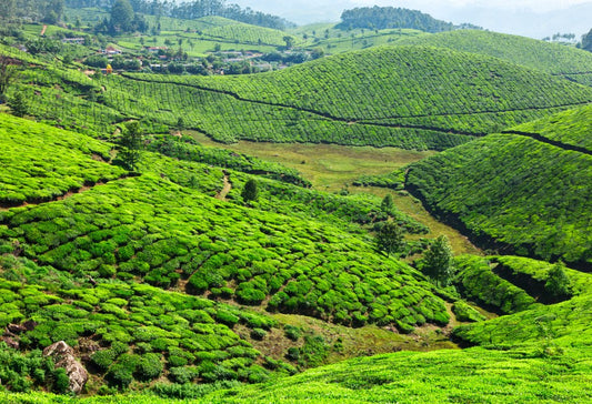 Theeplantages van Munnar