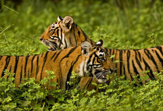 Grand Tour Zuid-India Deluxe