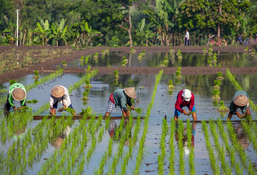 Best Deal Java en Bali