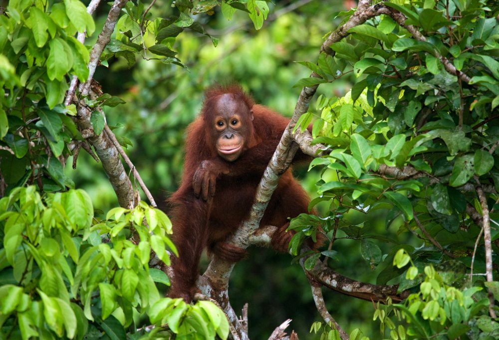 Javaans verleden, orang-oetans en Bali