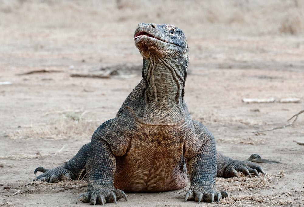 Best Deal Komodo draken en magisch Bali