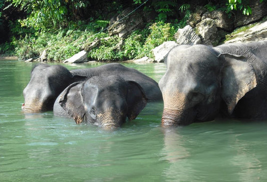 Olifanten en orang-oetans van Sumatra