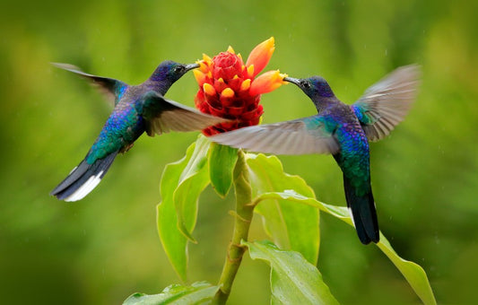 Rondreis COSTA RICA - 16 dagen; Palmstrand, vulkanen en boomkikkers