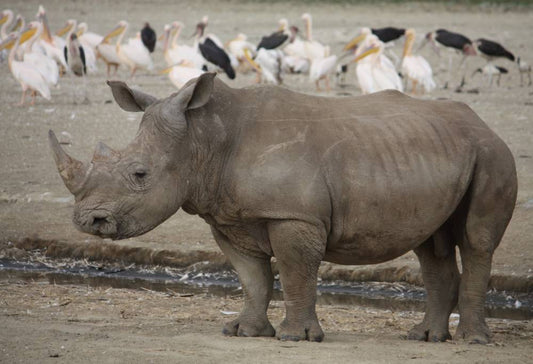 Grand Tour Kenia & Tanzania