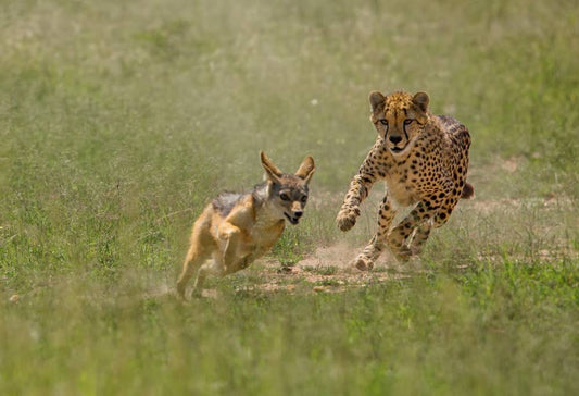 Wildlife Experience Kenia & Tanzania in internationale groepjes