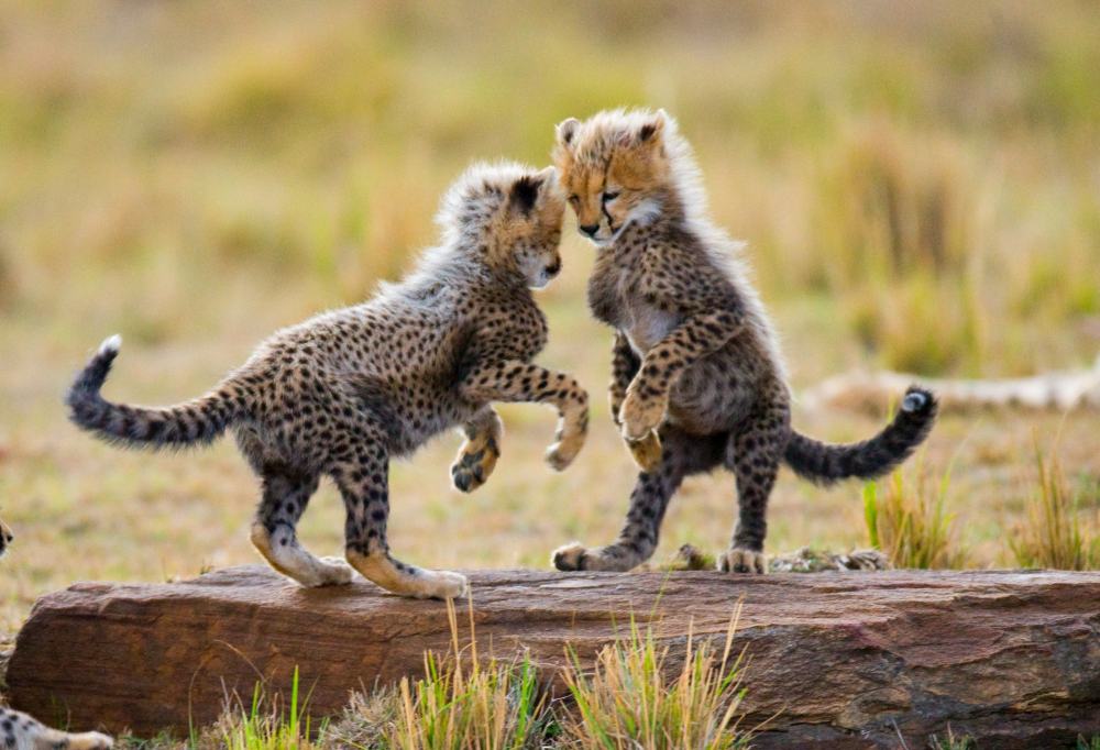 Pracht & Praal van Kenia