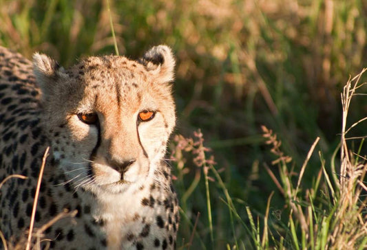 Safari Dwars door Kenia