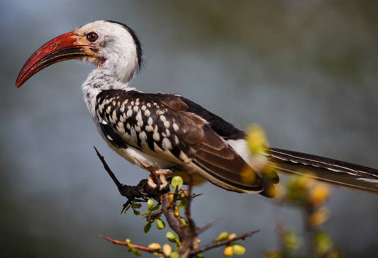 Safari Kenia Highlights