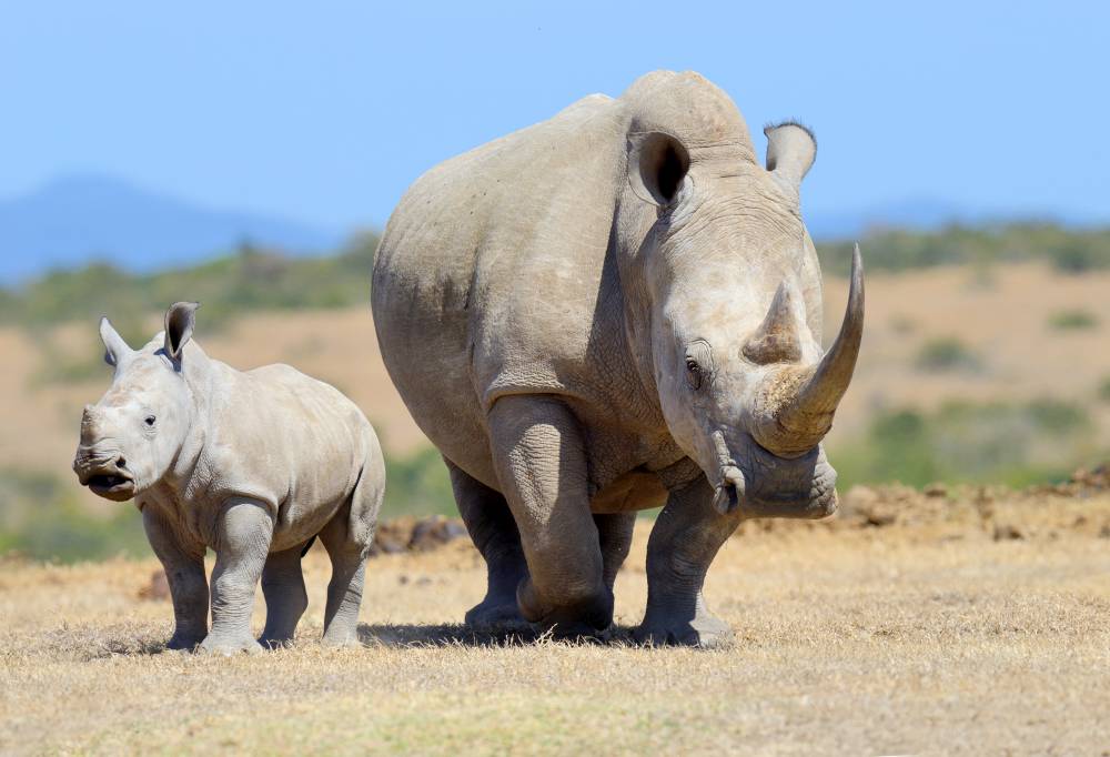 Safari Kenia Highlights in internationale groepjes