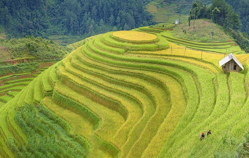 Rondreis VIETNAM - 23 dagen; Franse sfeer in tropisch jasje