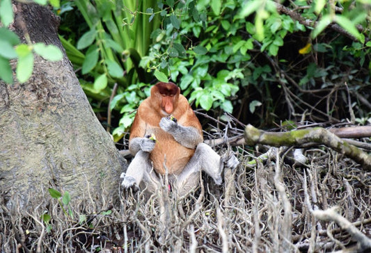 Discover West-Maleisië en veelzijdig Sarawak